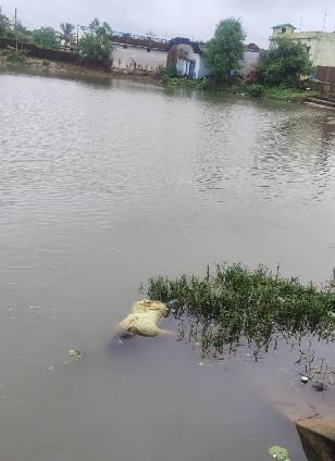 तालाब में तैरती मिली युवती की लाश: हत्या के बाद फेंकने की आशंका, इलाके में दहशत का माहौल 17853883086722729579702824984135