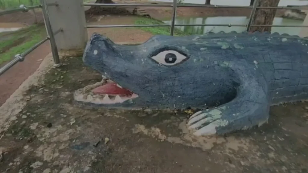 इस गांव में भगवान का दूत माना जाता है मगरमच्छ, तालाब में साथ नहाते हैं इंसान! crocodile
