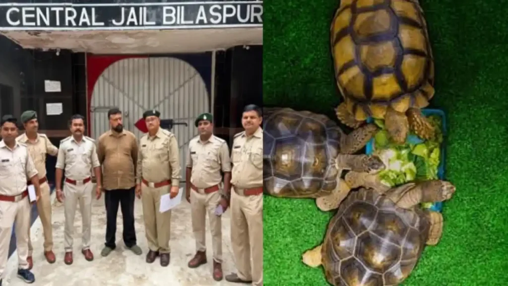 वन विभाग का अनोखा स्टिंग ऑपरेशन, ग्राहक बनकर पेट शॉप पहुंचे कर्मचारी, चार कछुए किए जब्त untitled design 2026 07 20t095832.627 11zon