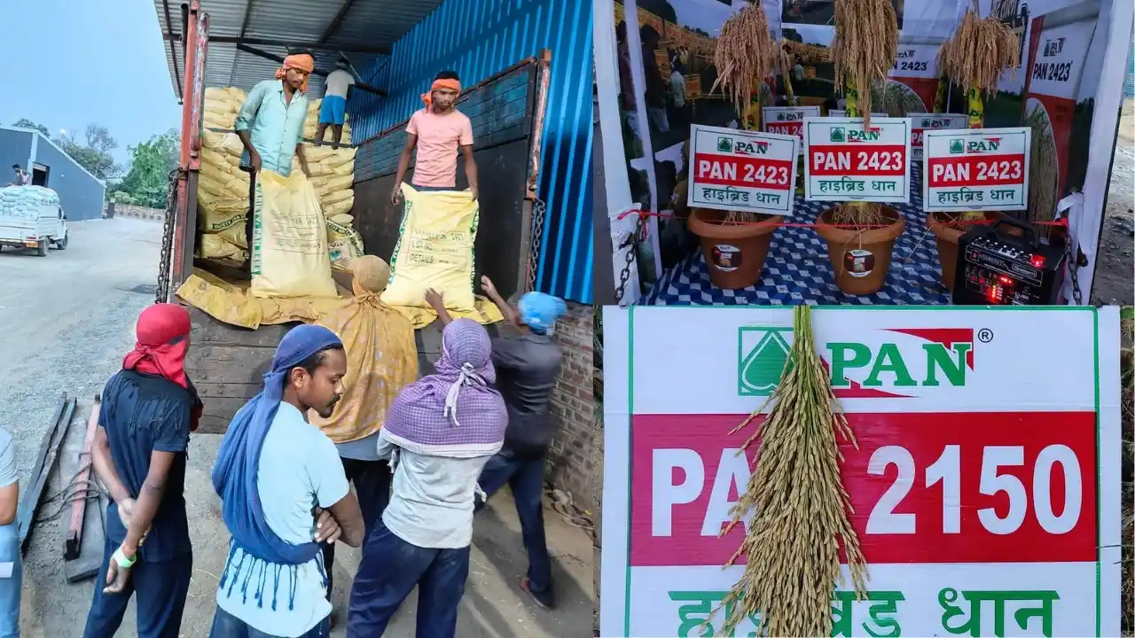 मेसर्स पान सीड्स का बीज विक्रय लाइसेंस निरस्त, जांच में मिली गंभीर अनियमितताएं untitled design 2026 07 30t101204.637 11zon