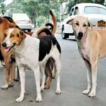 सावधान! यहाँ कुत्ते के काटने पर लगेगा ₹5000 का जुर्माना, ग्रामीणों का अनोखा फैसला hfdhrf