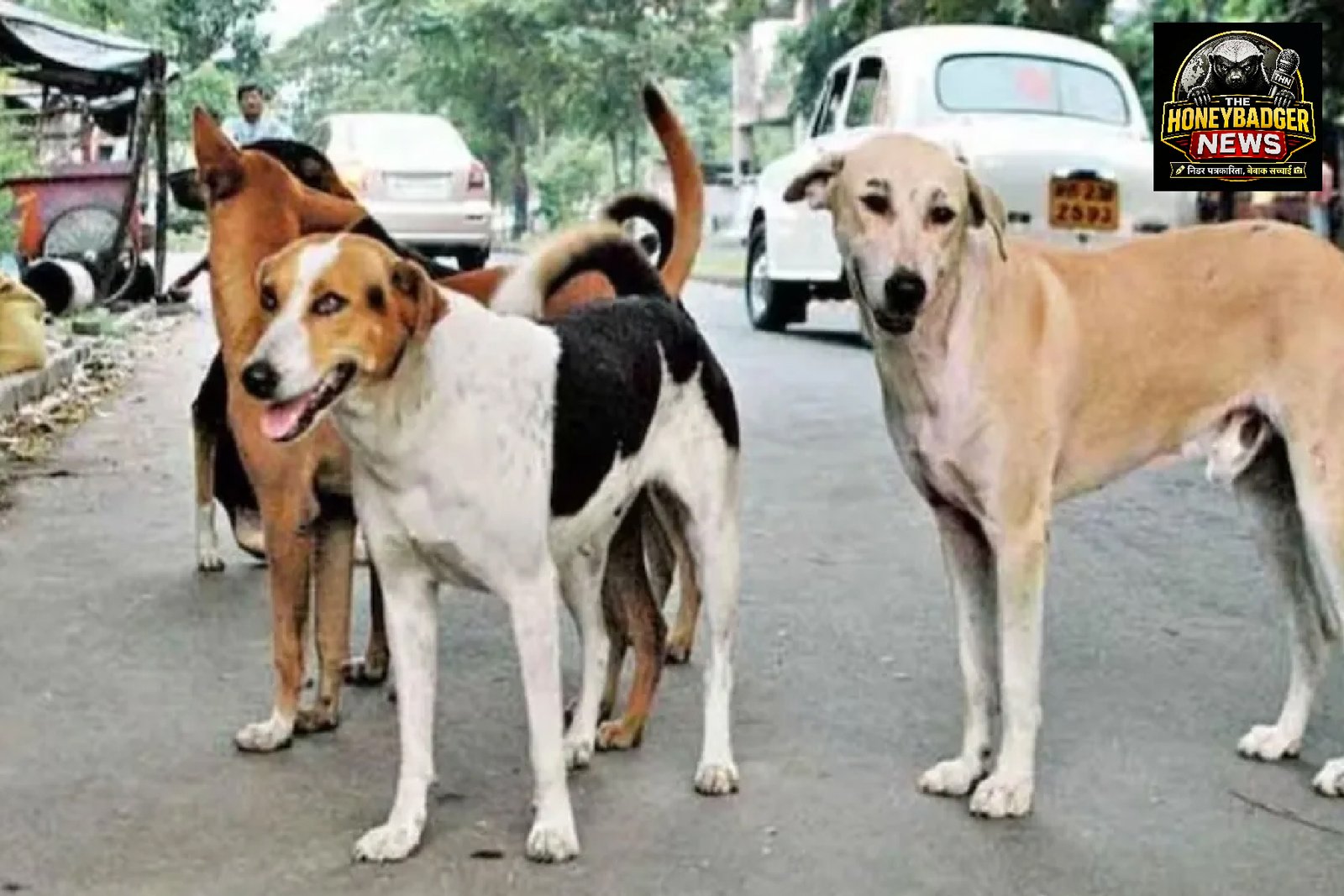 सावधान! यहाँ कुत्ते के काटने पर लगेगा ₹5000 का जुर्माना, ग्रामीणों का अनोखा फैसला hfdhrf