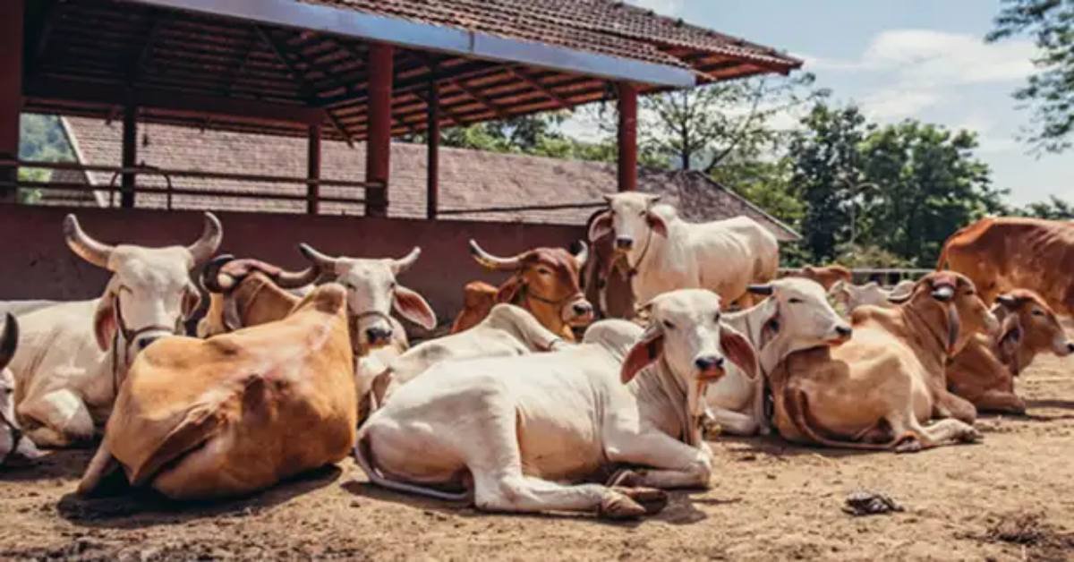 गोसंरक्षण से ग्रामीण समृद्धि : उत्तर प्रदेश का बहुआयामी विकास मॉडल- दिनेश सिंह image 64 3