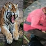 ATR के प्रतिबंधित क्षेत्र में जाना पड़ा भारी: बाघिन के हमले से युवक की मौत, जानिए यहां अब तक कितने लोग गवां चुके हैं जान baghin 1 1