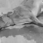 gifs2 1785896662