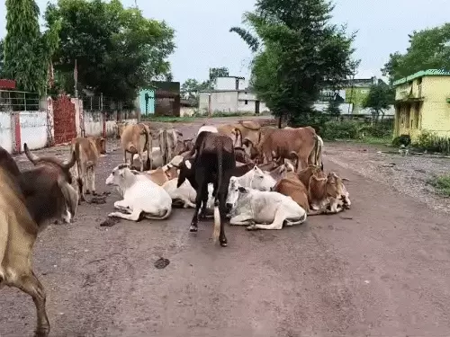 बेकाबू ट्रेलर ने मवेशियों को रौंदा, 9 की मौत:बिलासपुर-कोरबा नेशनल हाईवे पर हादसा; हाईकोर्ट ने सरकार से कहा था- प्रभावी कदम उठाइए image