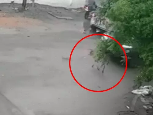 बेकाबू ट्रेलर ने मवेशियों को रौंदा, 9 की मौत:बिलासपुर-कोरबा नेशनल हाईवे पर हादसा; हाईकोर्ट ने सरकार से कहा था- प्रभावी कदम उठाइए image