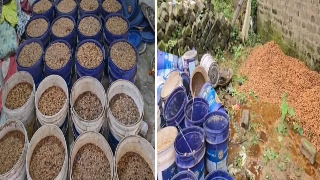 15 अगस्त से पहले बड़ी कार्रवाई: आबकारी उड़नदस्ता ने किया महुआ शराब फैक्ट्री का भंडाफोड़, एक आरोपी गिरफ्तार mahua
