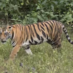 bengal tiger (panthera tigris tigris) female 3 crop.jpg