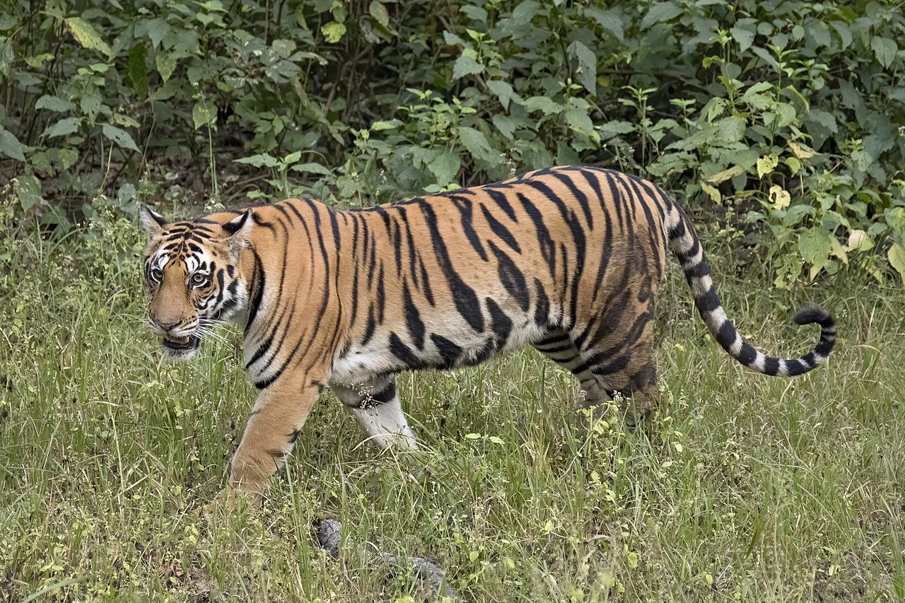bengal tiger (panthera tigris tigris) female 3 crop.jpg